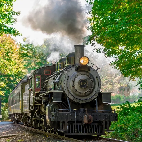 Steam locomotive number 40 traveling through leafy woodland