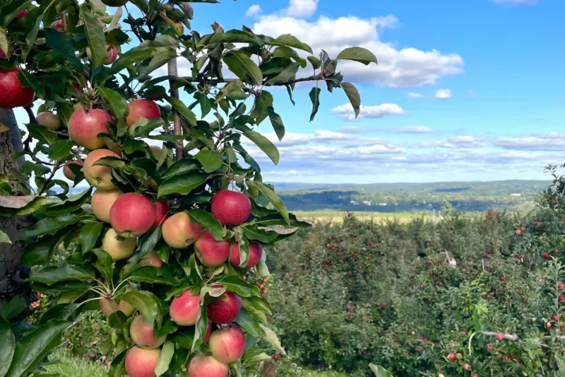Apples growing at Lyman Orchards in Middlefield
