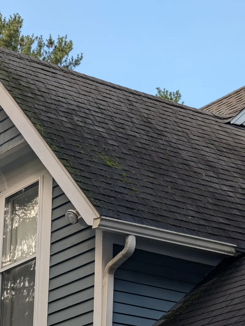 Moss growing between asphalt roof shingles before treatment